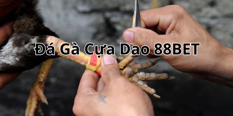 Đá gà cựa dao 88bet