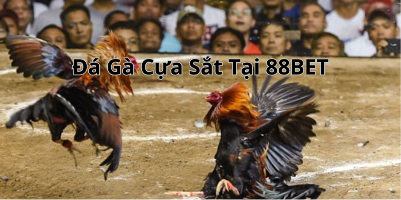 Đá gà cựa sắt 88BET