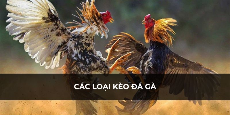 Các loại kèo đá gà