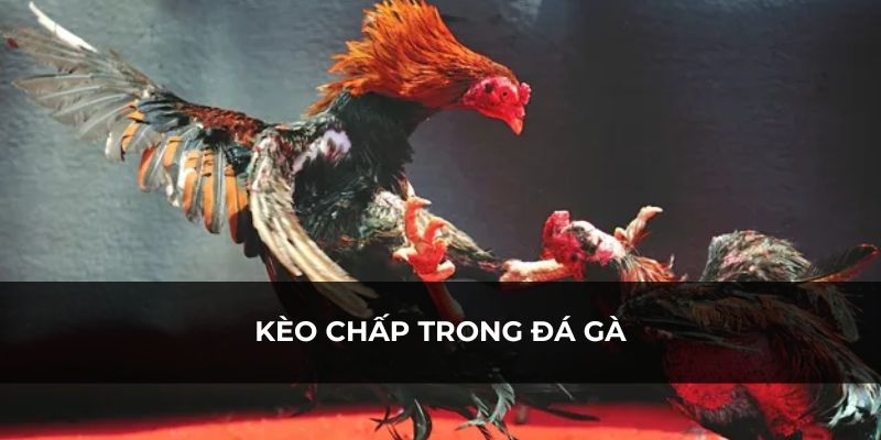 Có nhiều hình thức chấp trong đá gà