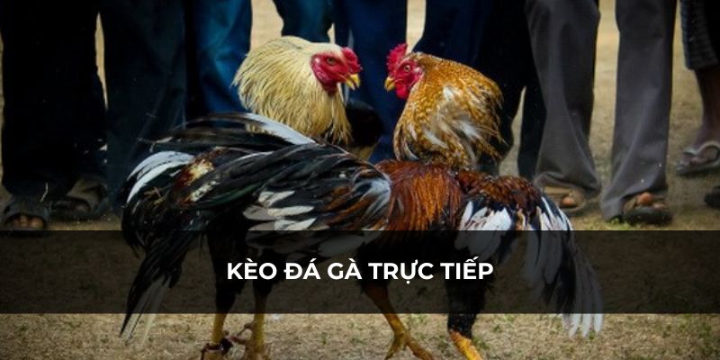 Loại hình kèo đá gà quen thuộc