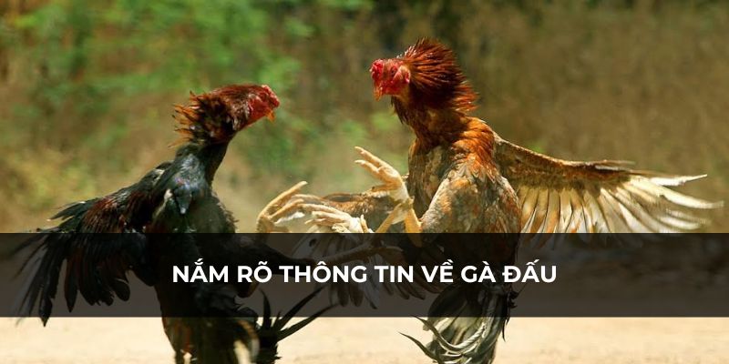 Tìm hiểu trước về chiến kê